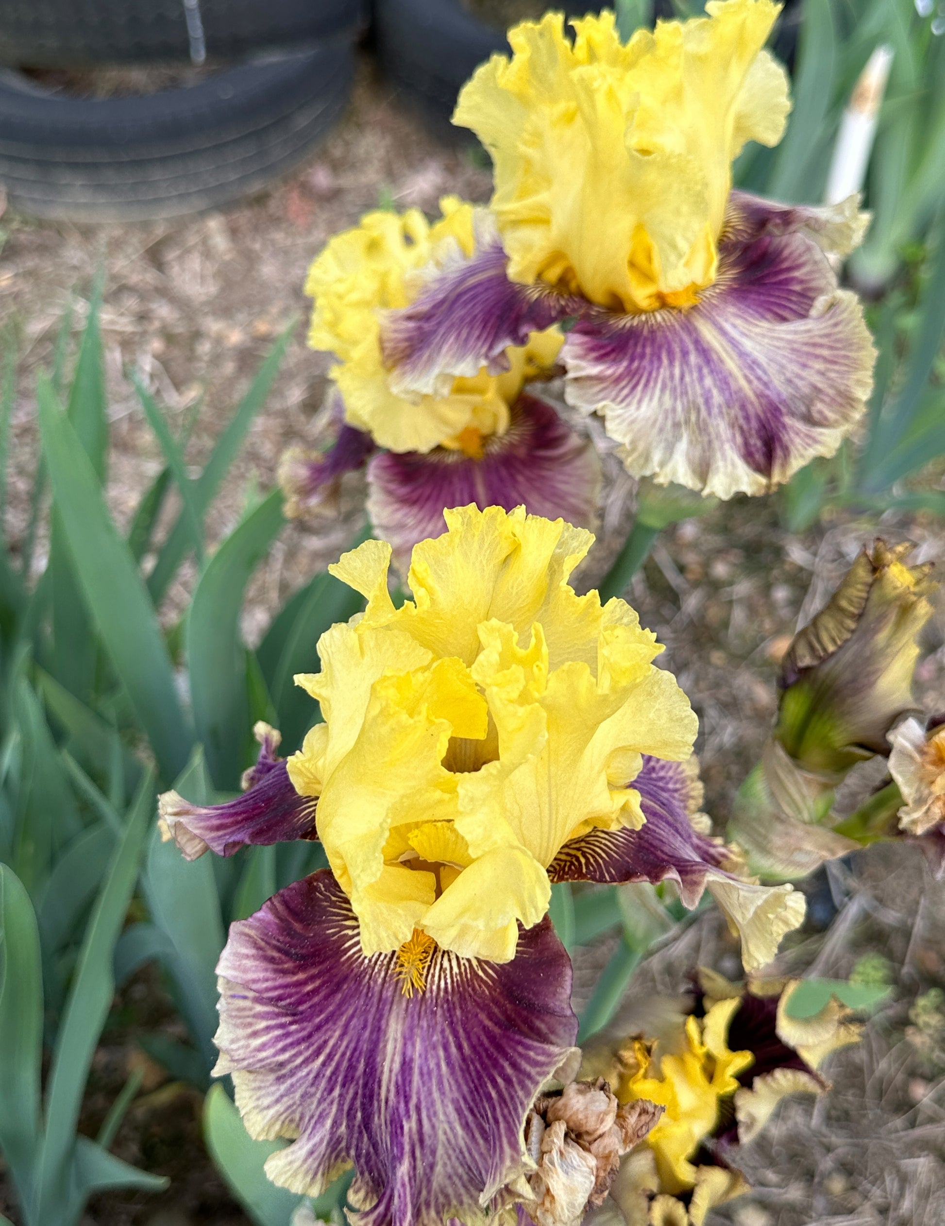 The flower Treasure Trader - Tall Bearded Iris (TB)