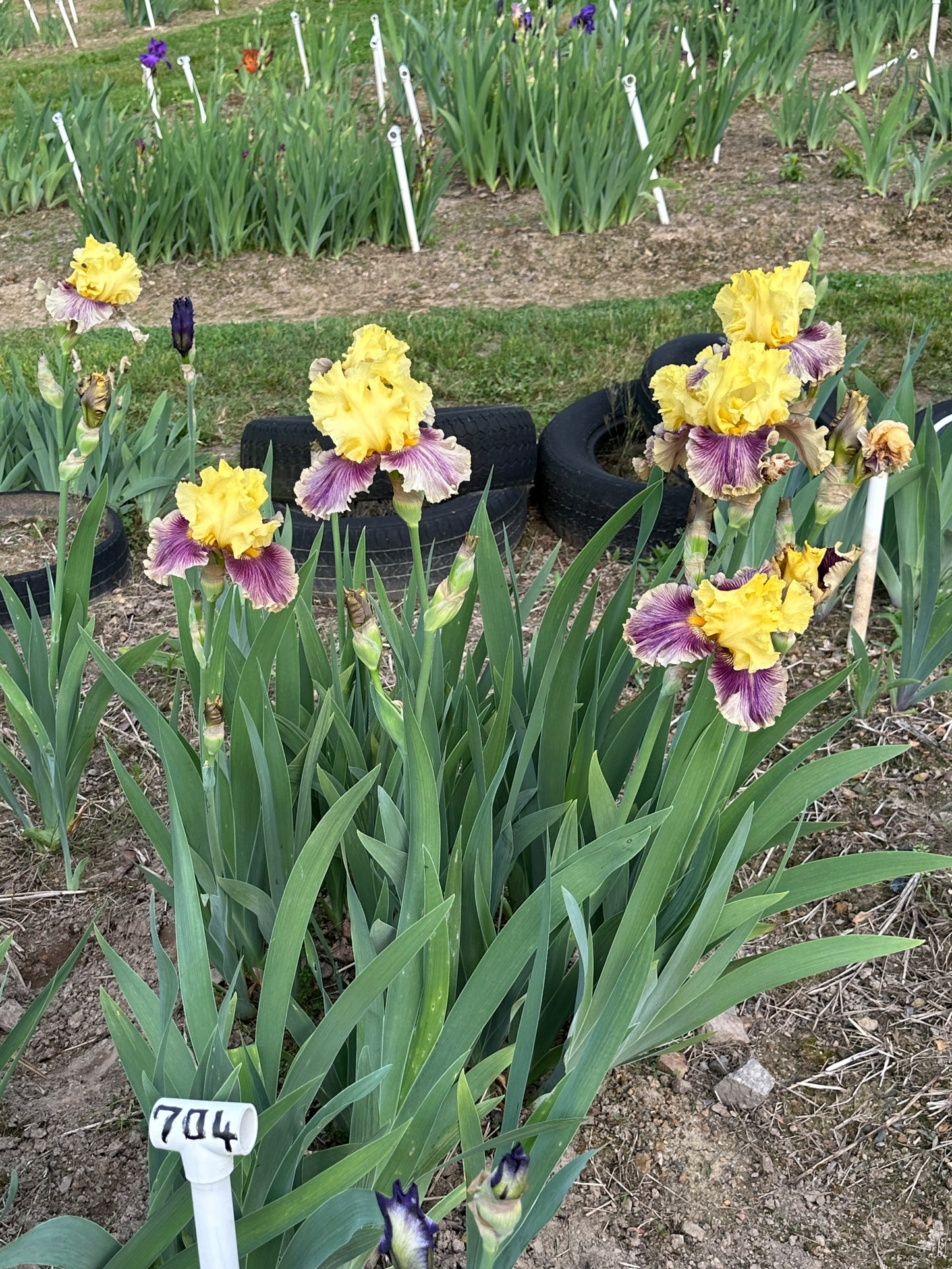 The flower Treasure Trader - Tall Bearded Iris (TB)