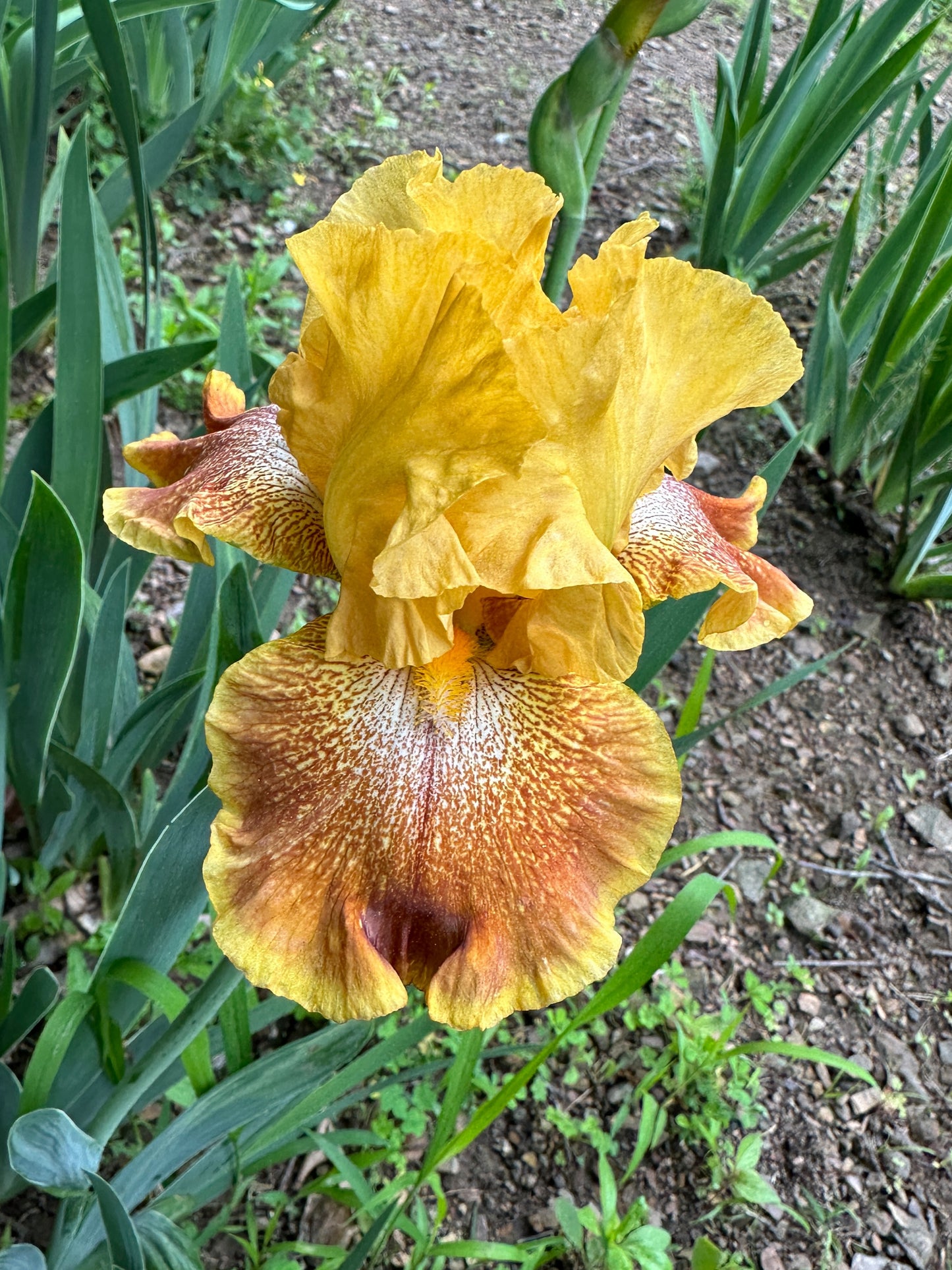 The flower Wild Jasmine - Tall Bearded Iris (TB)