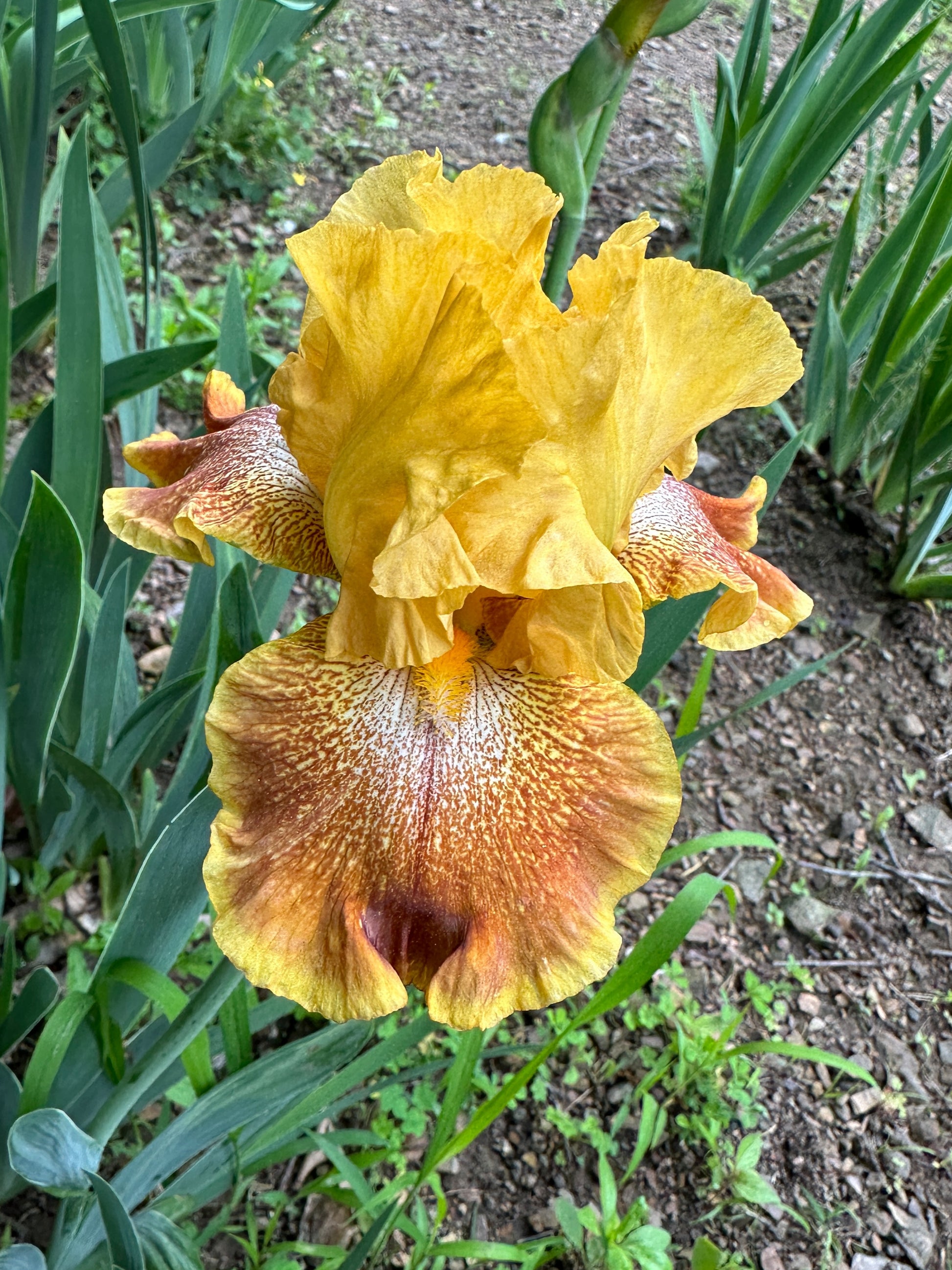 The flower Wild Jasmine - Tall Bearded Iris (TB)