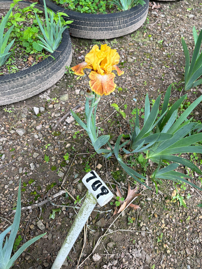 The flower Wild Jasmine - Tall Bearded Iris (TB)