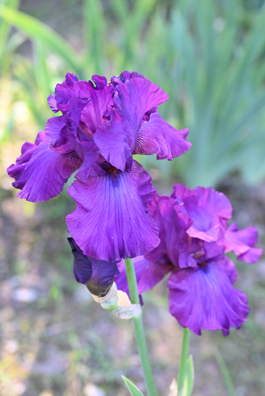 The flower Now See This - Tall Bearded Iris (TB)