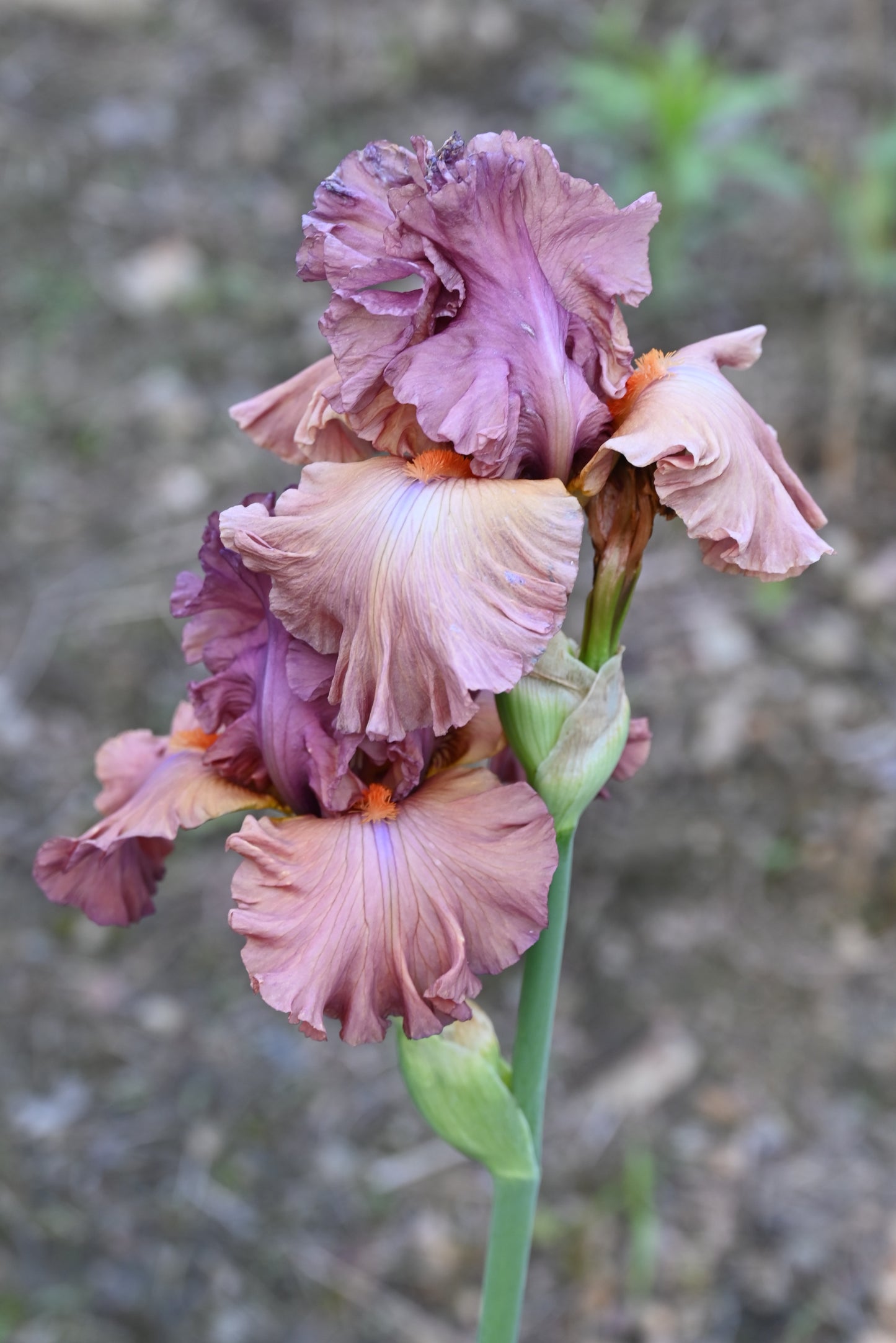 The flower Terracotta Bay - Tall Bearded Iris (TB)