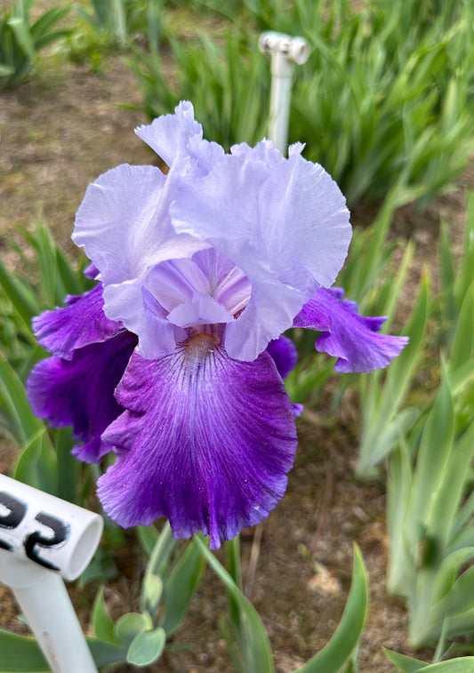 The flower Summer Tsunami - Tall Bearded Iris (TB)