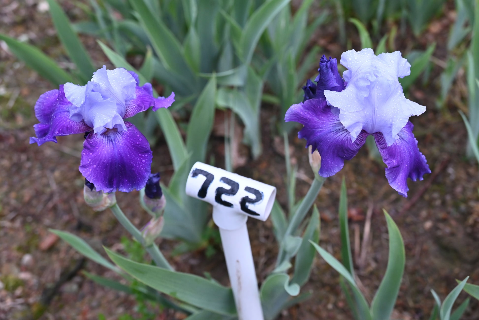 The flower Summer Tsunami - Tall Bearded Iris (TB)