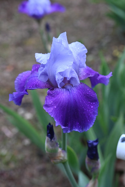 The flower Summer Tsunami - Tall Bearded Iris (TB)