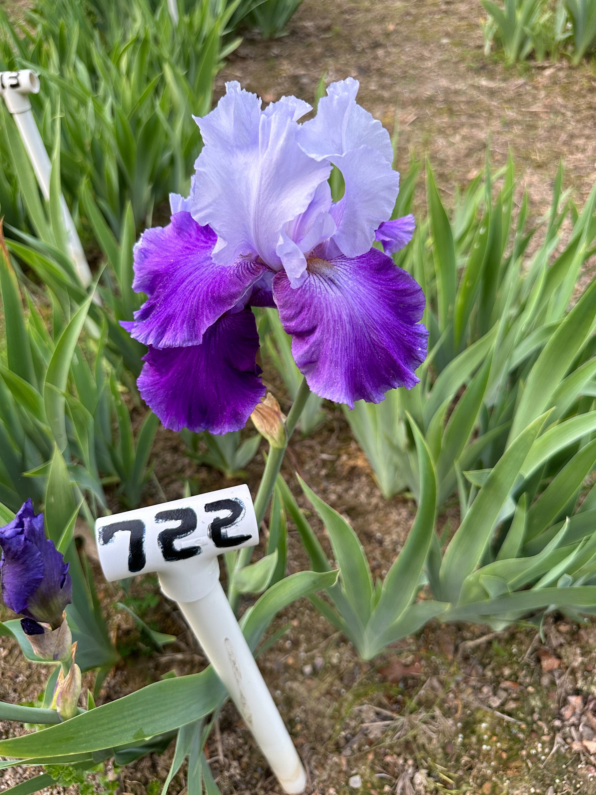 The flower Summer Tsunami - Tall Bearded Iris (TB)