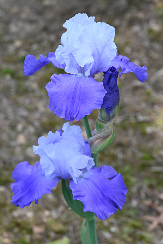 The flower Sierra Grande - Tall Bearded Iris (TB)