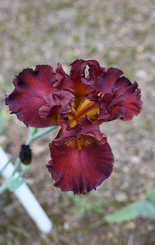 The flower Battle Royal - Tall Bearded Iris (TB)