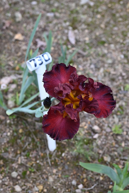 The flower Battle Royal - Tall Bearded Iris (TB)