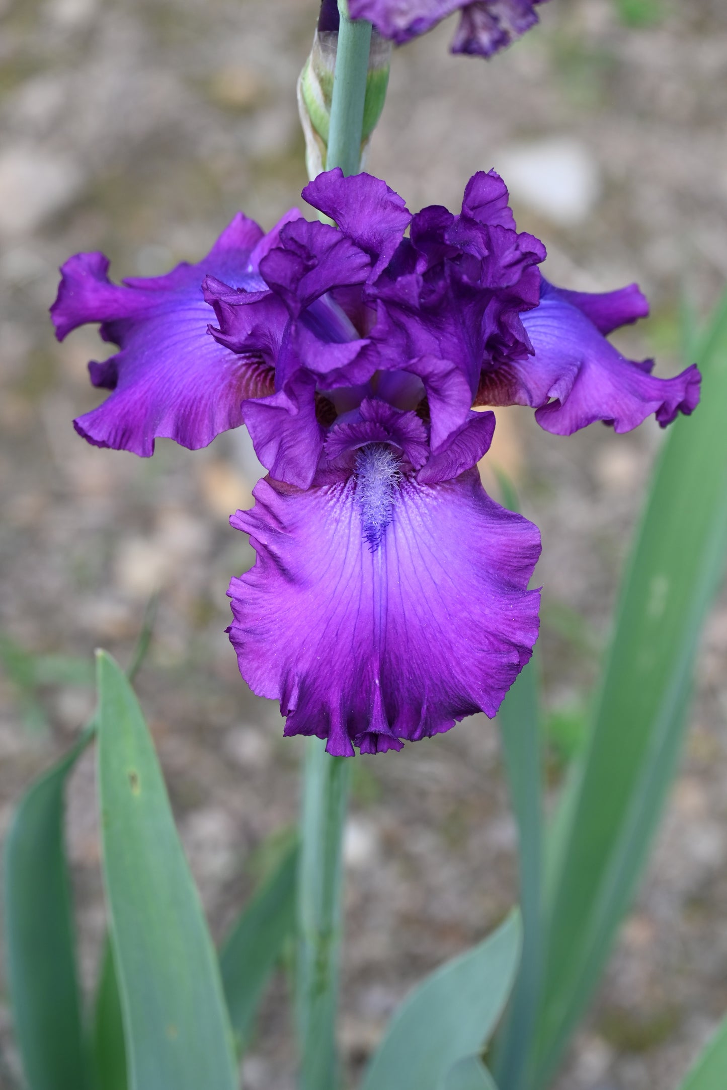 The flower Swingtown - Tall Bearded Iris (TB)