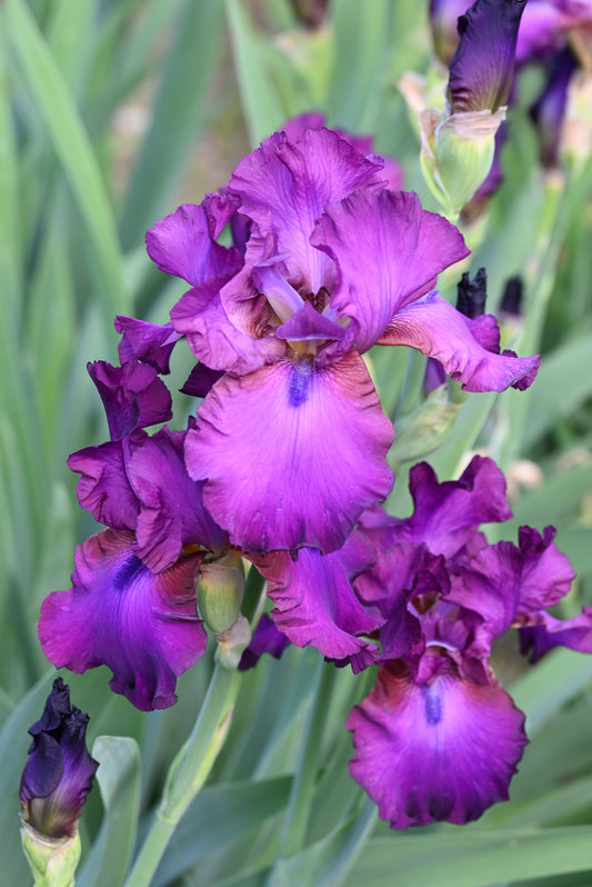 The flower Gypsy Romance - Tall Bearded Iris (TB)