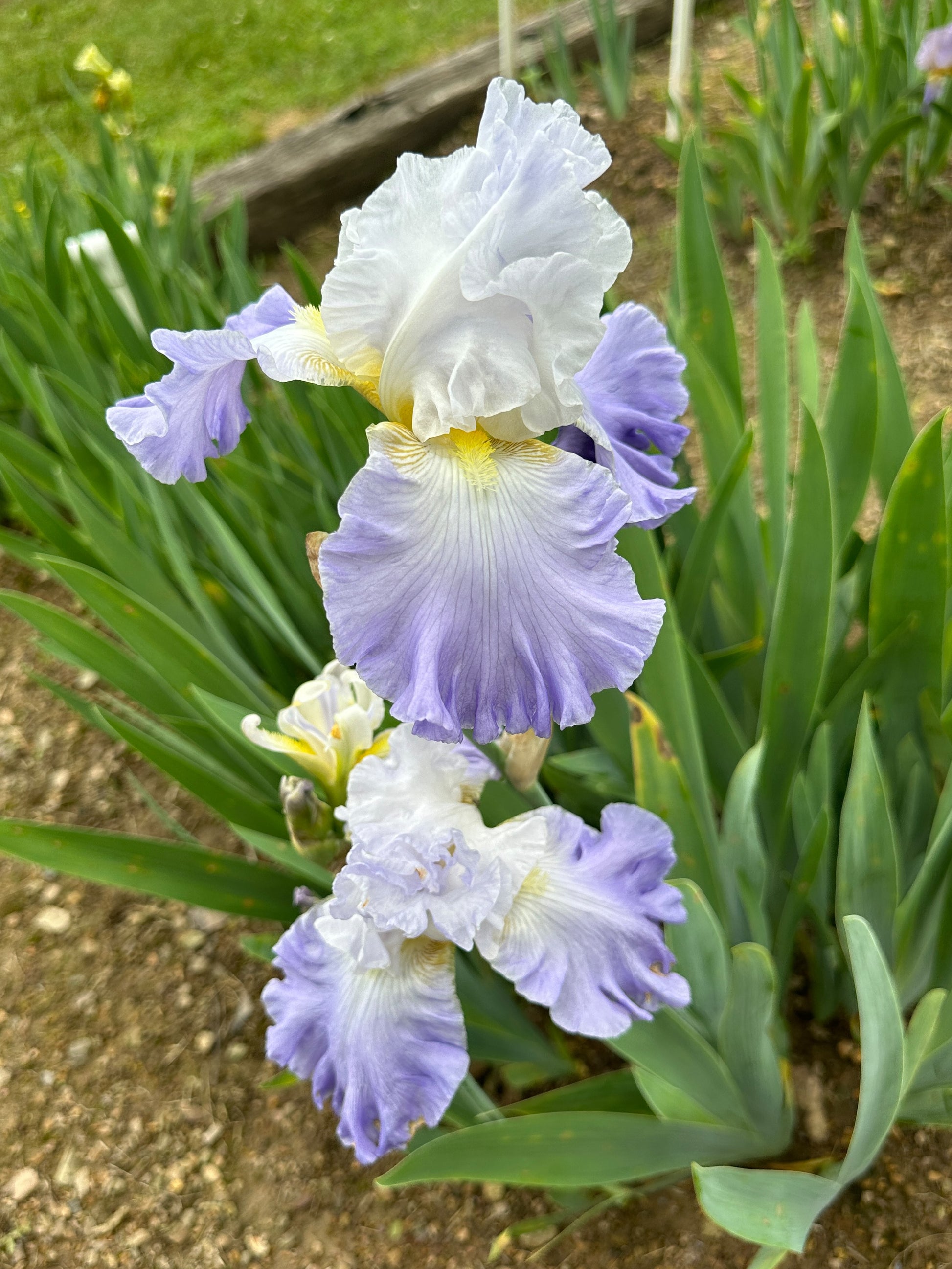 The flower Dover Beach - Tall Bearded Iris (TB)