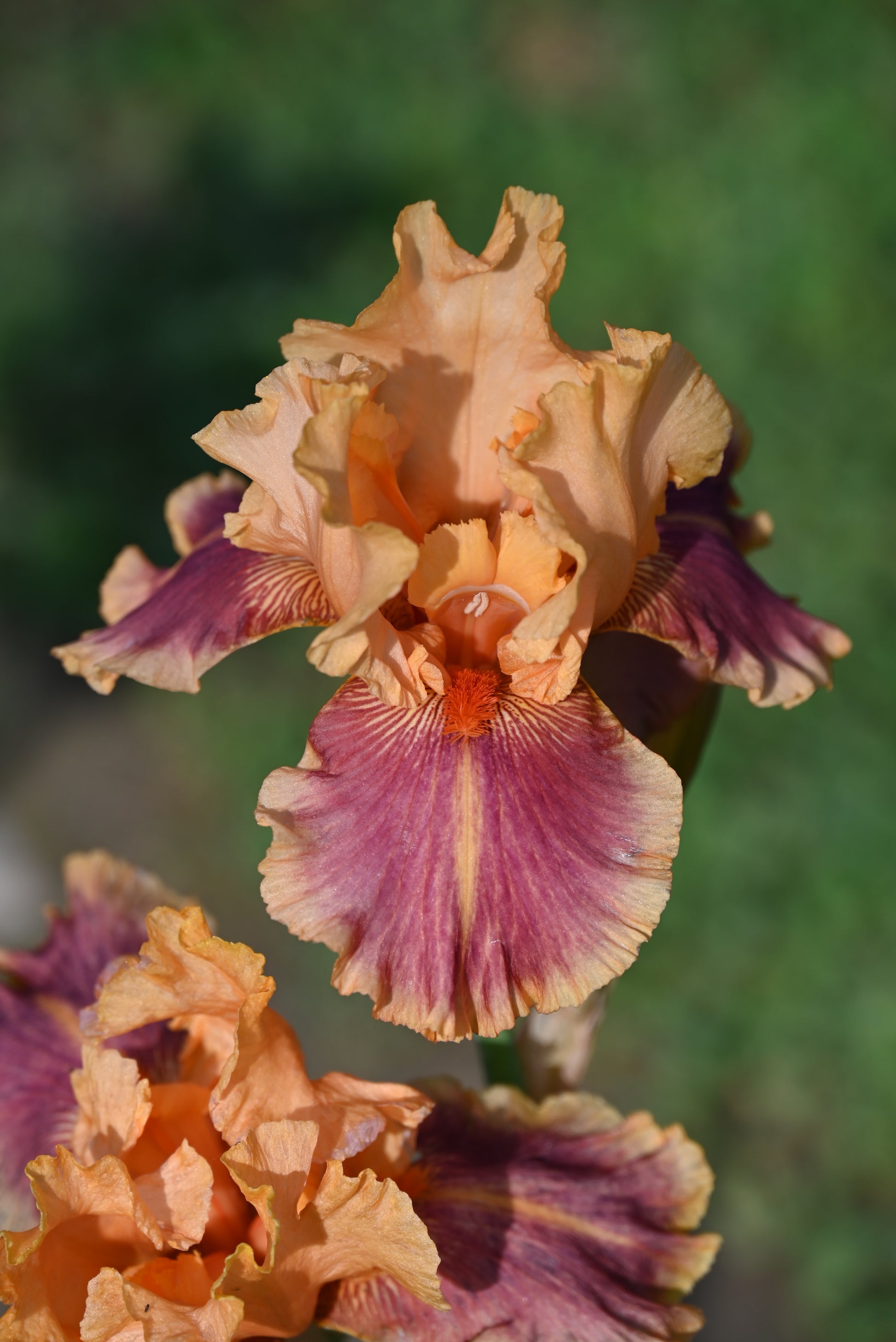 The flower Aardvark Lark - Tall Bearded Iris (TB)