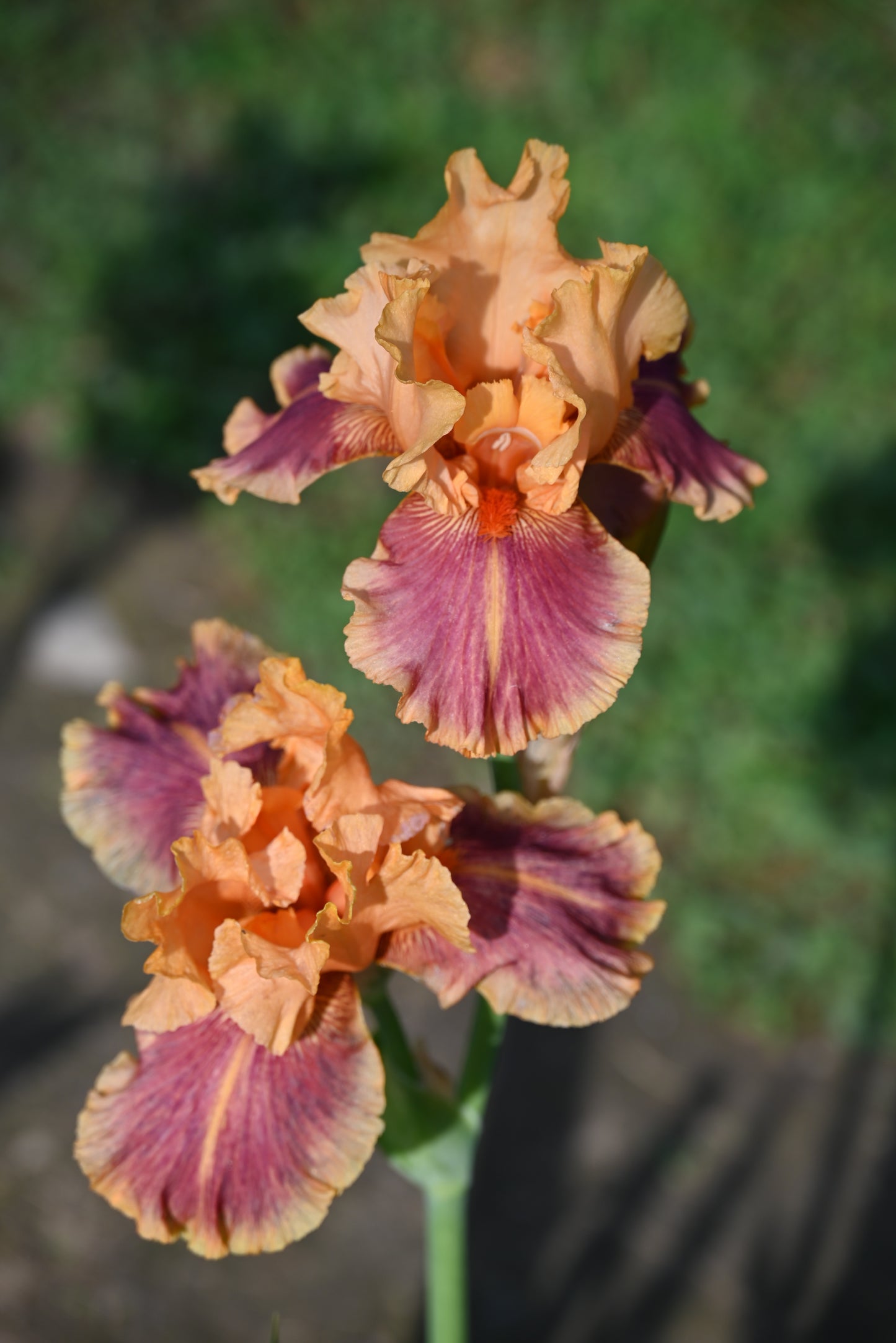 The flower Aardvark Lark - Tall Bearded Iris (TB)