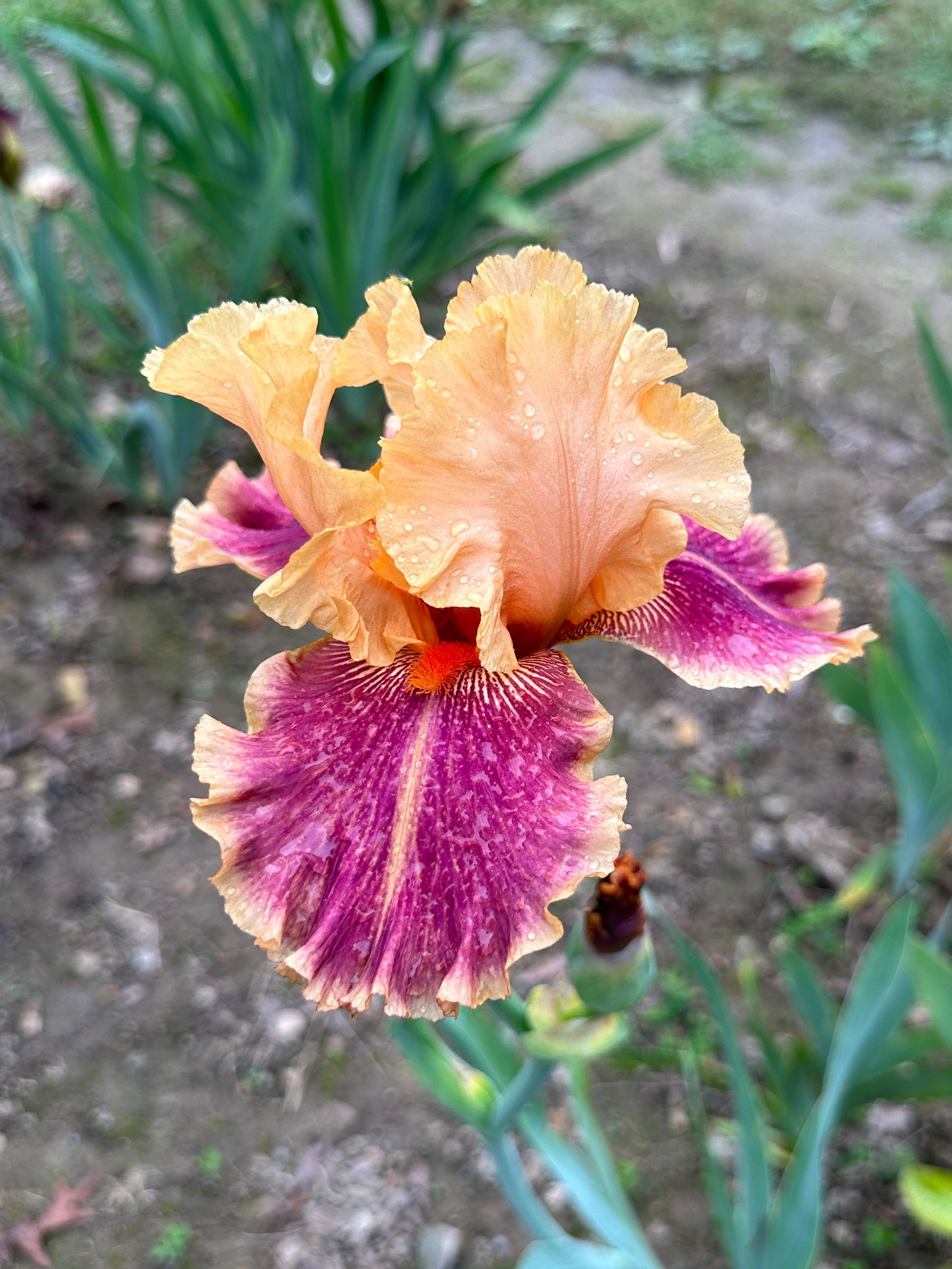 The flower Aardvark Lark - Tall Bearded Iris (TB)