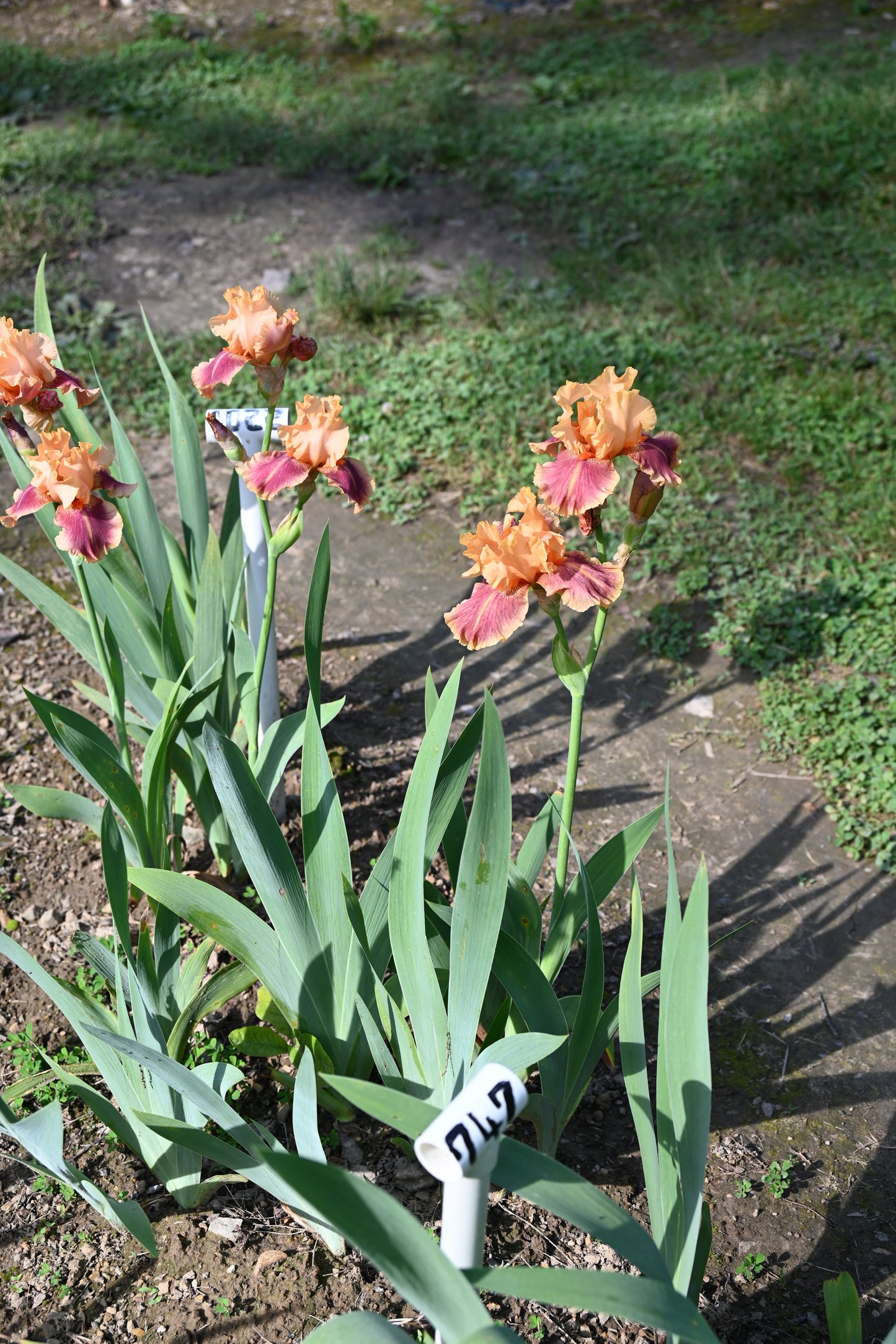 The flower Aardvark Lark - Tall Bearded Iris (TB)