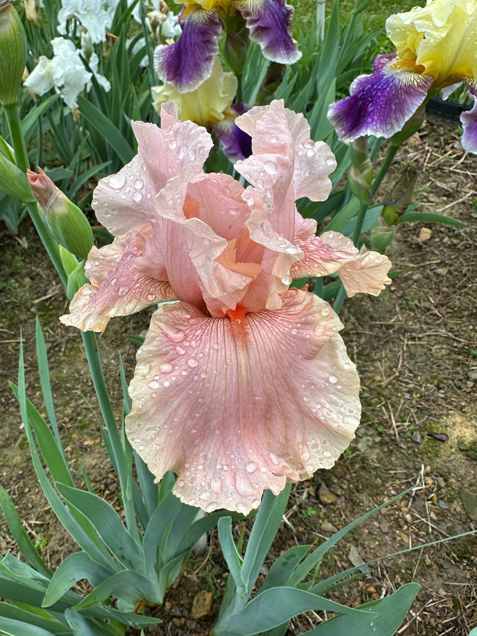 The flower Looking for Love - Tall Bearded Iris (TB)