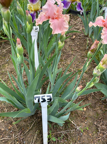 The flower Looking for Love - Tall Bearded Iris (TB)