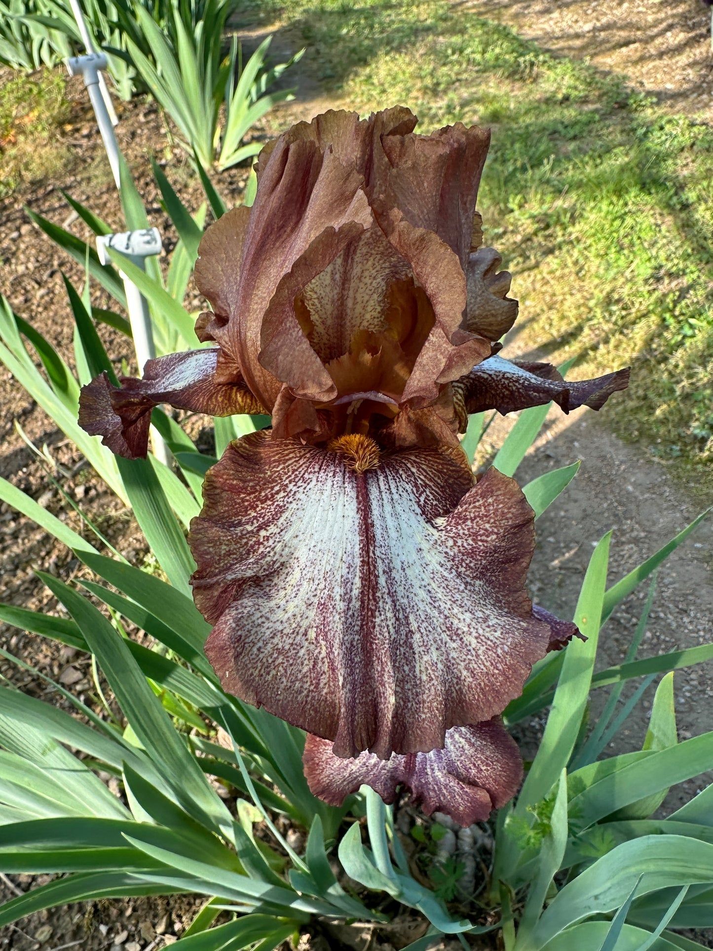 The flower Huckleberry Fudge - Tall Bearded Iris (TB)