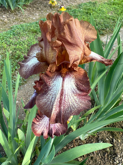 The flower Huckleberry Fudge - Tall Bearded Iris (TB)