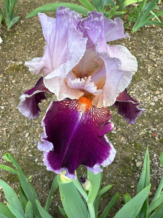 The flower Armageddon - Tall Bearded Iris (TB)