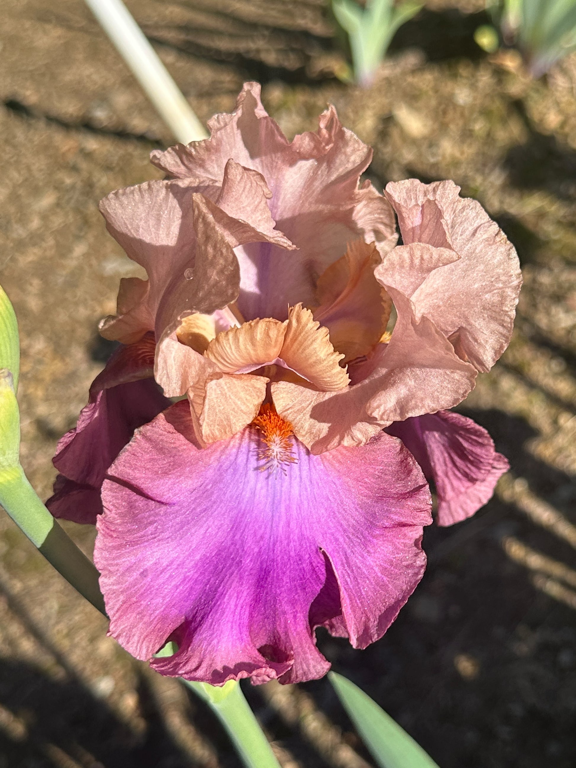 The flower Debrenee - Tall Bearded Iris (TB)