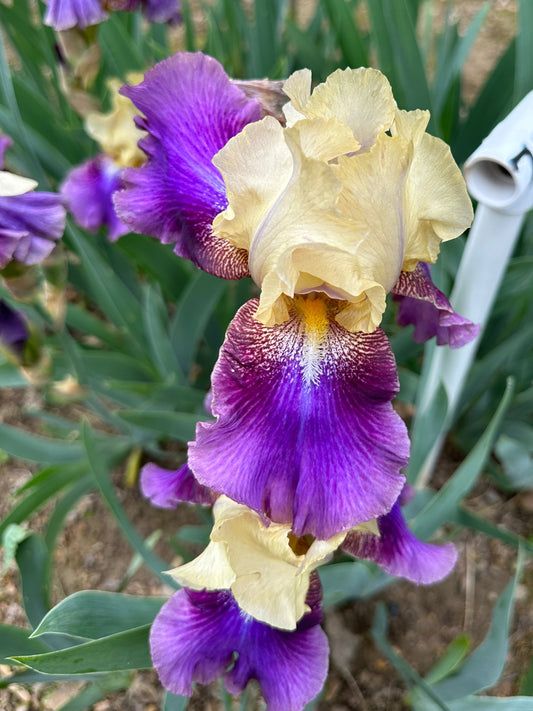 The flower Ballyhoo - Tall Bearded Iris (TB)