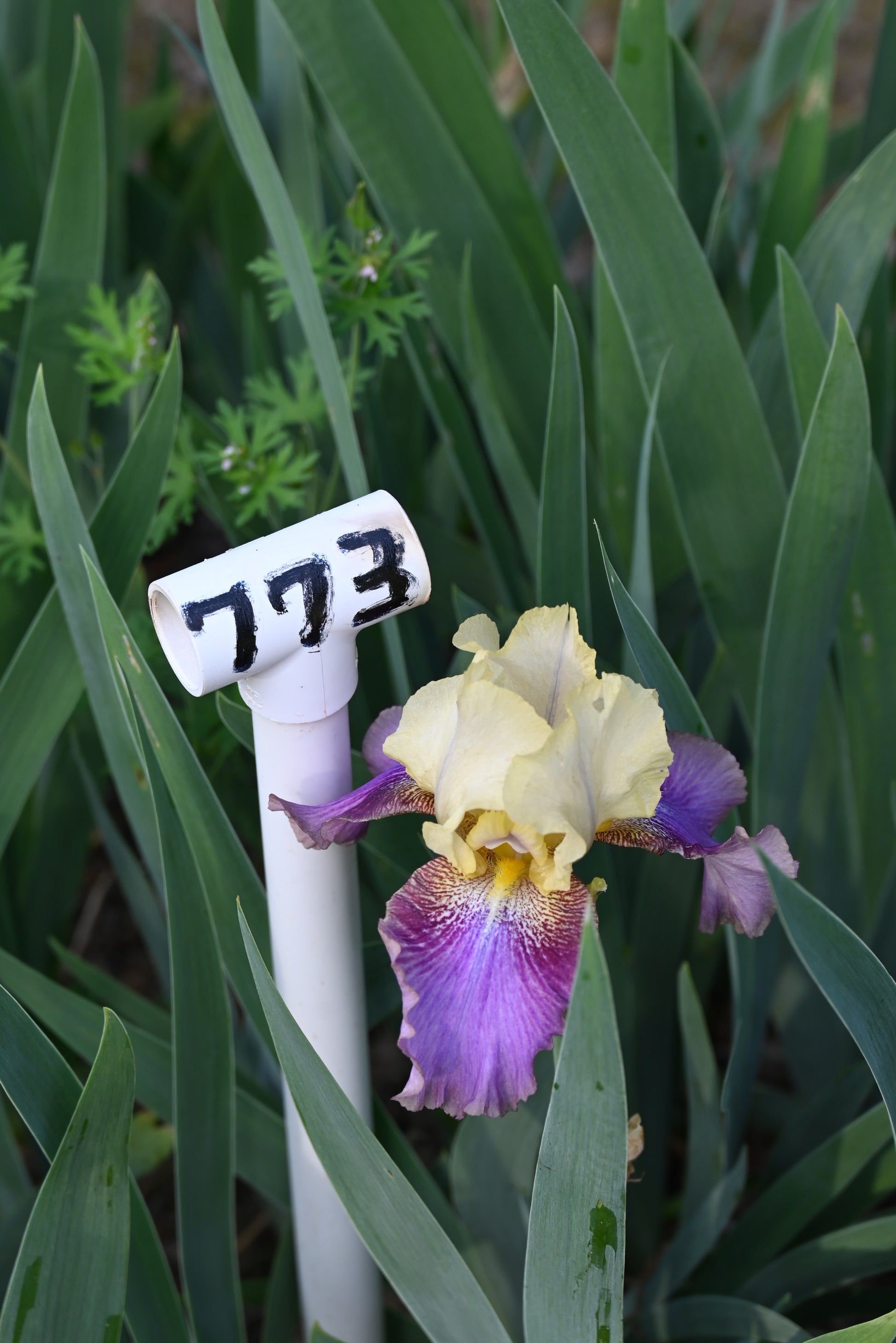 The flower Ballyhoo - Tall Bearded Iris (TB)