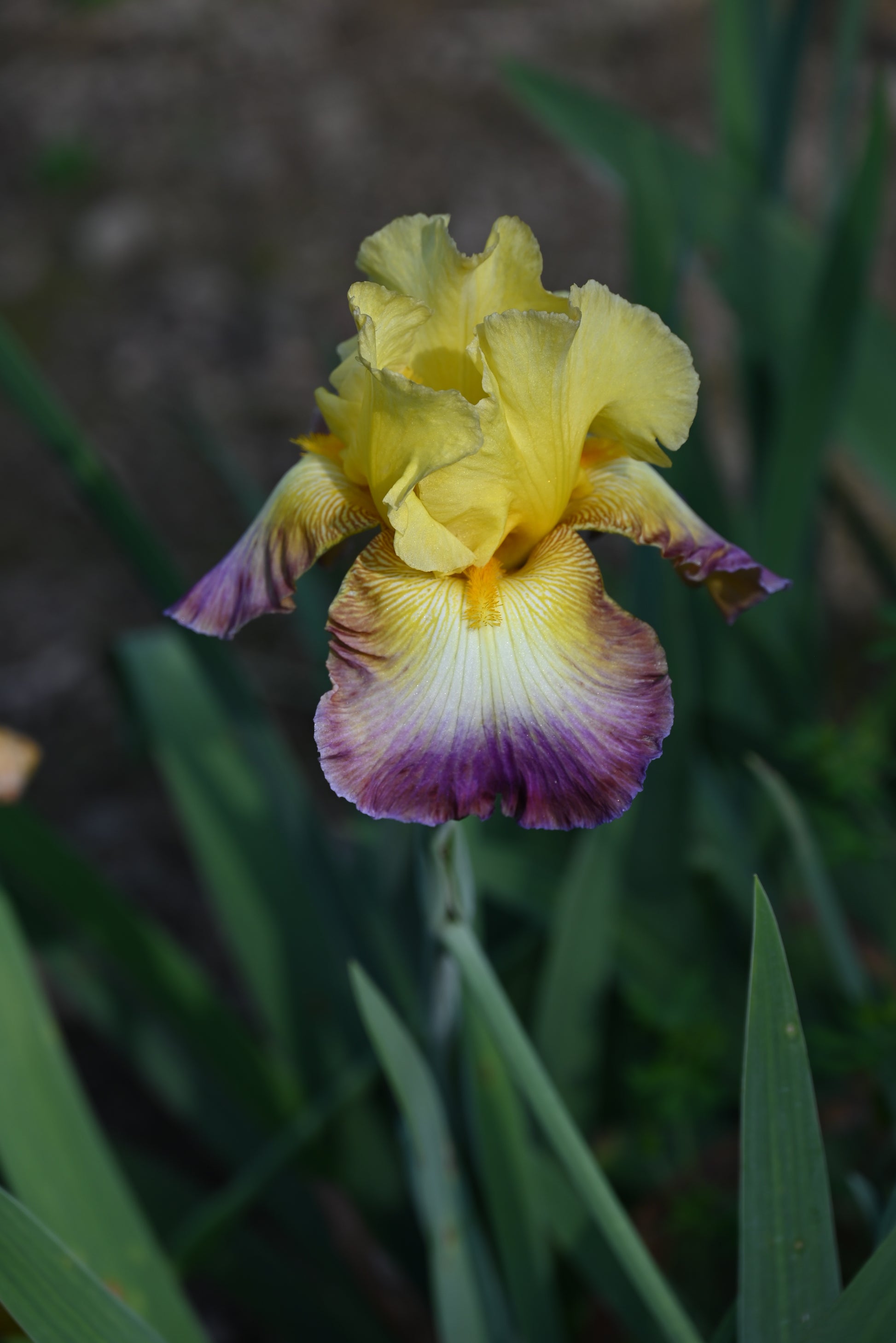 The flower Ballyhoo - Tall Bearded Iris (TB)
