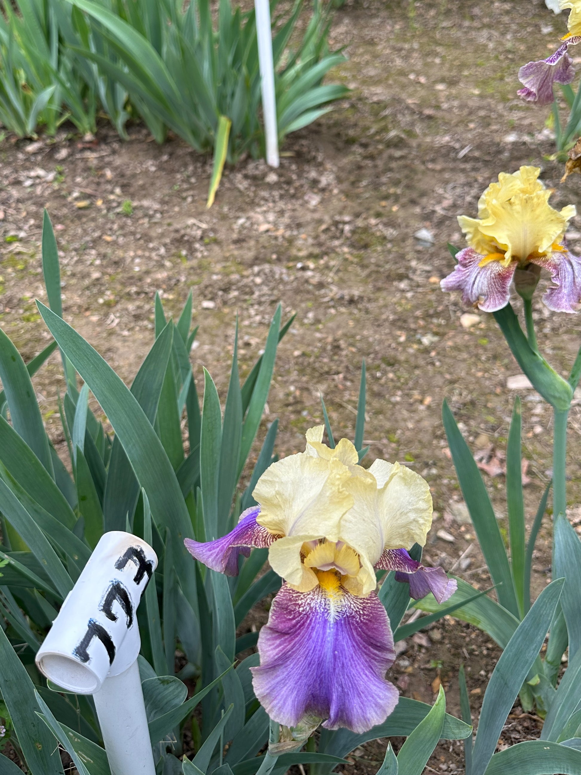 The flower Ballyhoo - Tall Bearded Iris (TB)