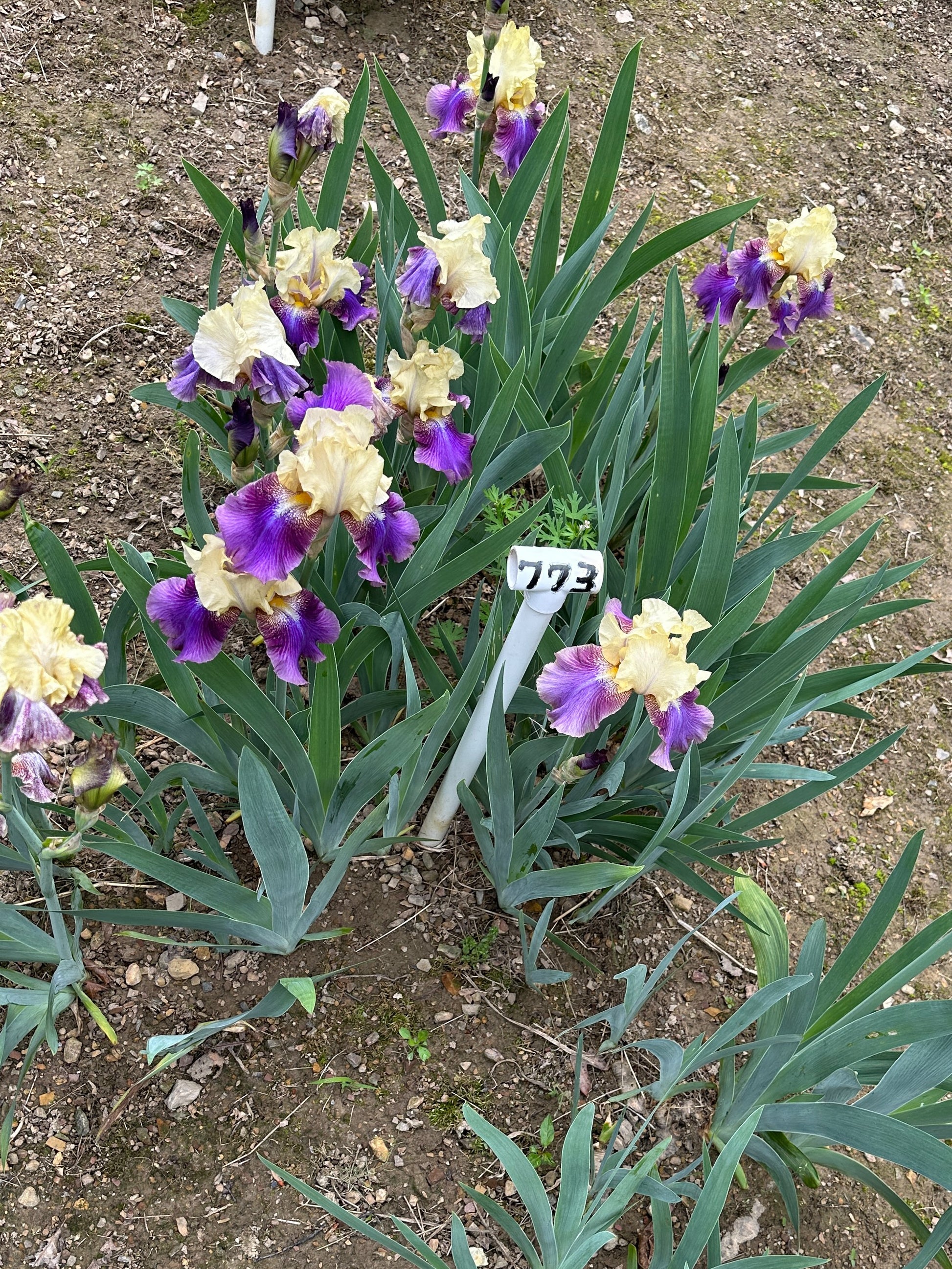 The flower Ballyhoo - Tall Bearded Iris (TB)