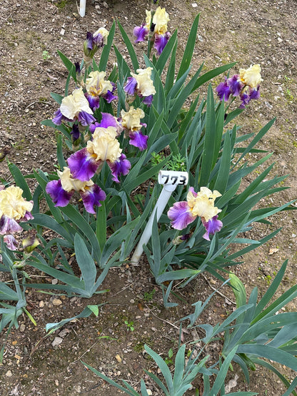 The flower Ballyhoo - Tall Bearded Iris (TB)
