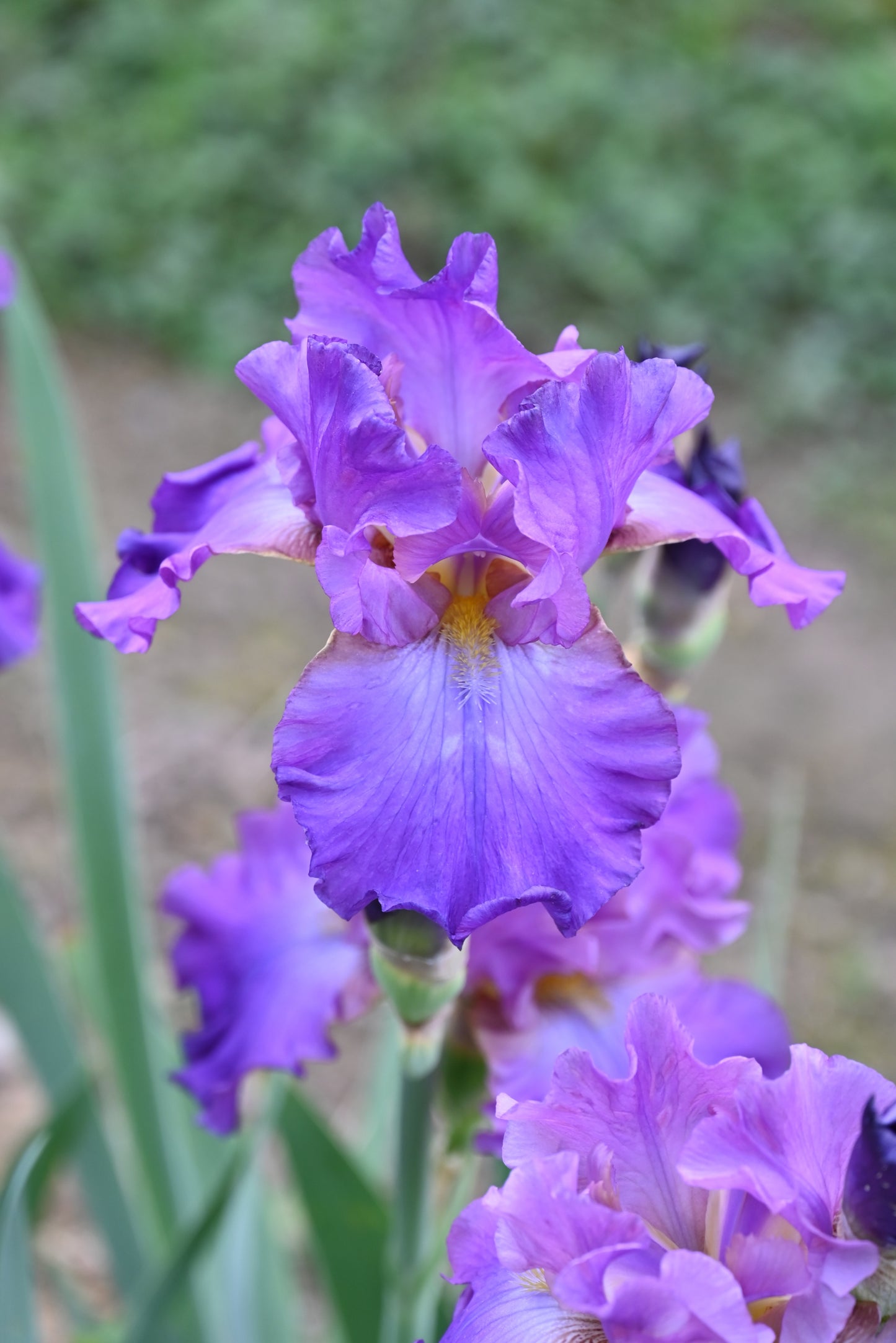 The flower Loganberry Squeeze - Tall Bearded Iris (TB)