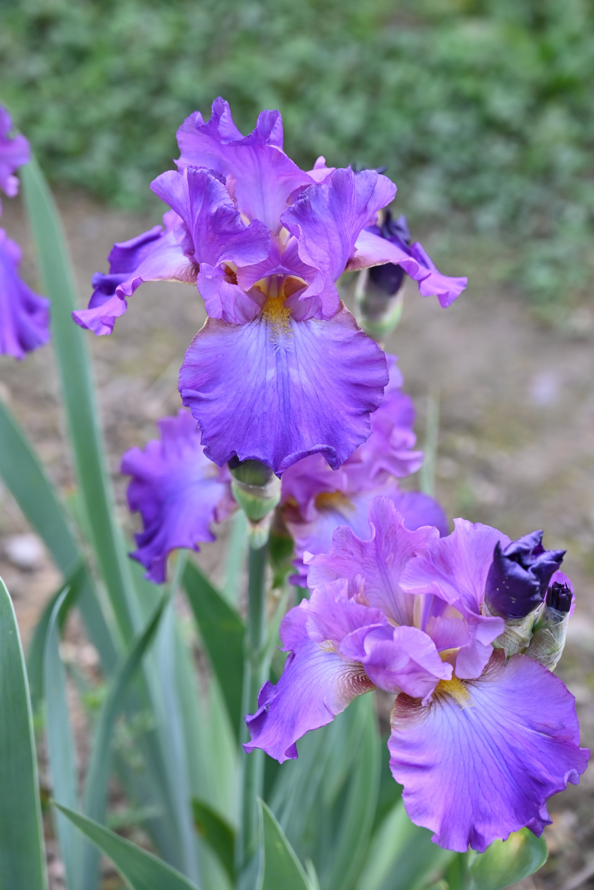 The flower Loganberry Squeeze - Tall Bearded Iris (TB)