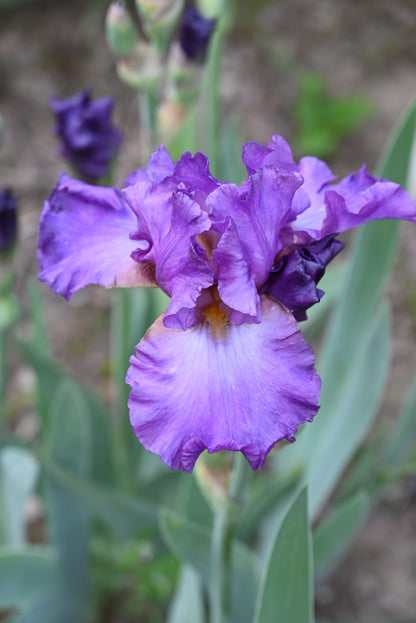 The flower Loganberry Squeeze - Tall Bearded Iris (TB)