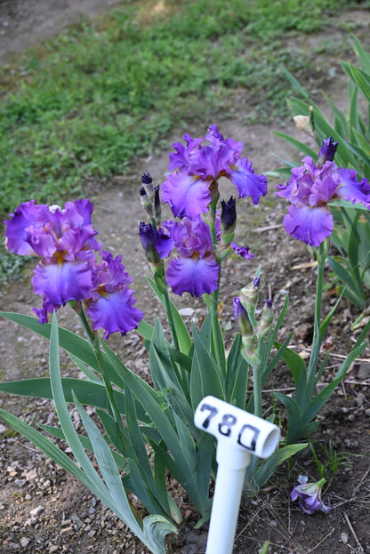 The flower Loganberry Squeeze - Tall Bearded Iris (TB)