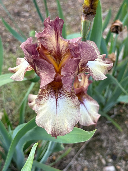 The flower Burgundy Brown - Tall Bearded Iris (TB)