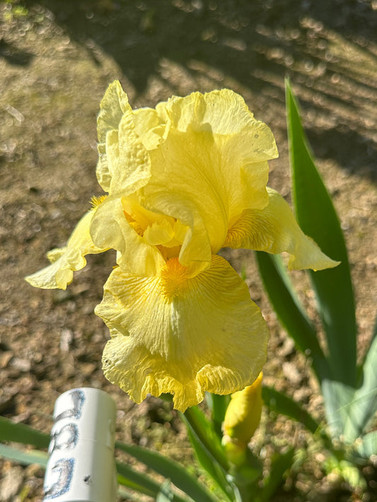 The flower Boxwink's Lemon Tree - Tall Bearded Iris (TB)