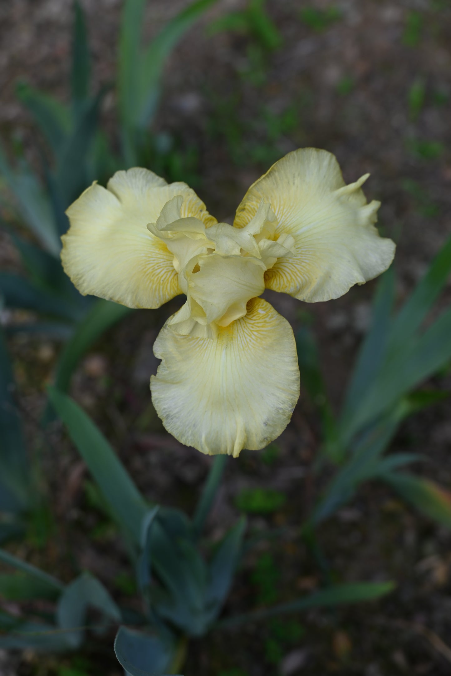 The flower Boxwink's Lemon Tree - Tall Bearded Iris (TB)