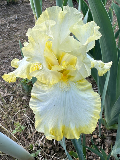 The flower Bertwistle - Tall Bearded Iris (TB)