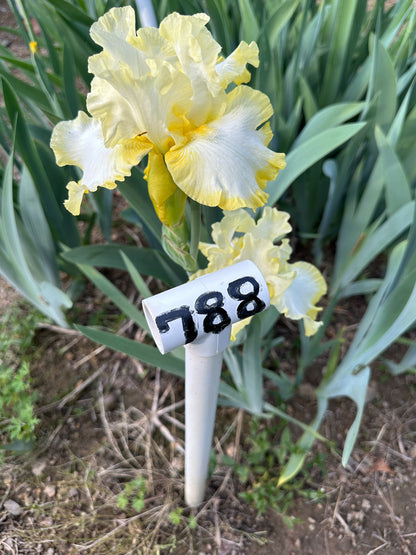 The flower Bertwistle - Tall Bearded Iris (TB)