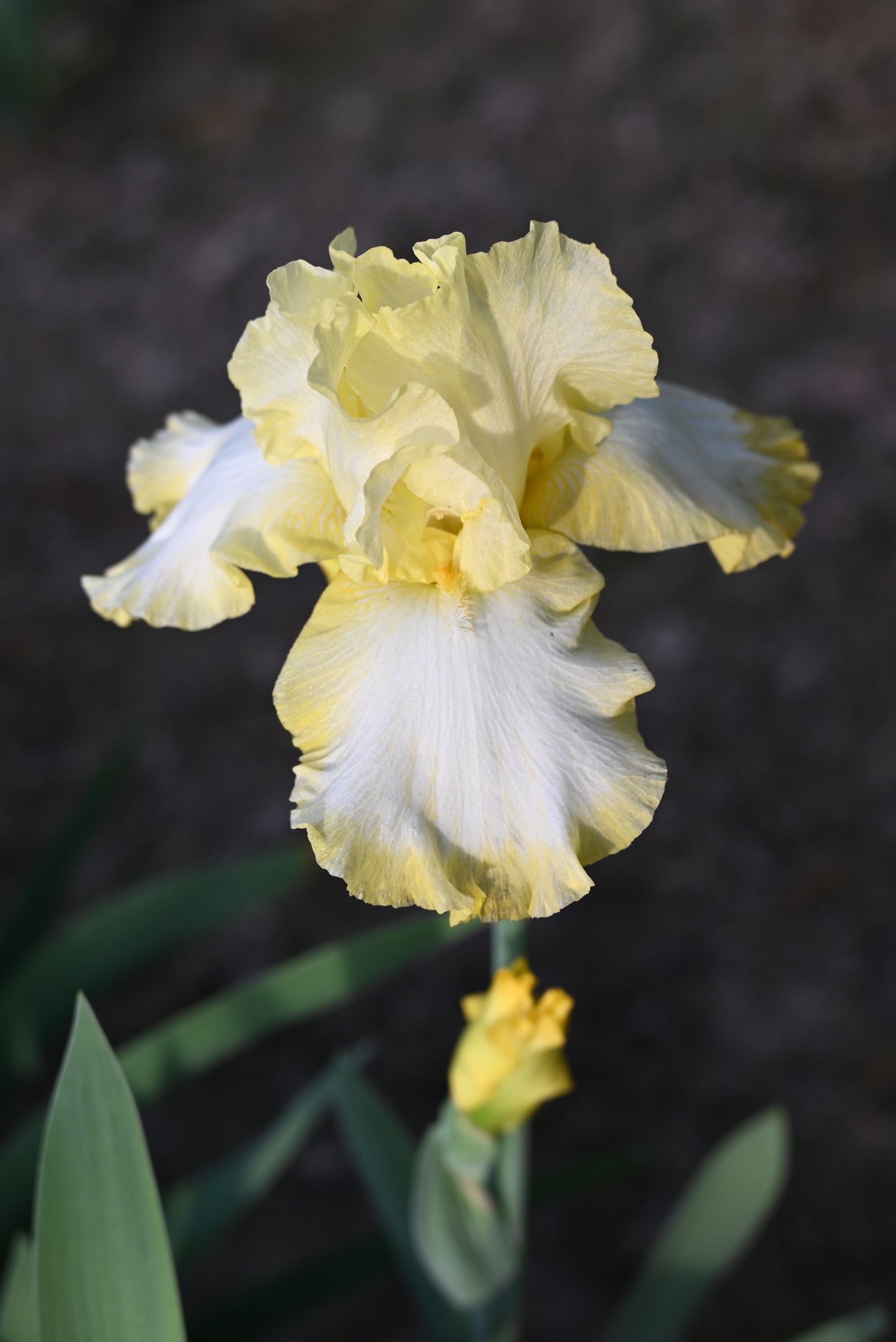 The flower Bertwistle - Tall Bearded Iris (TB)