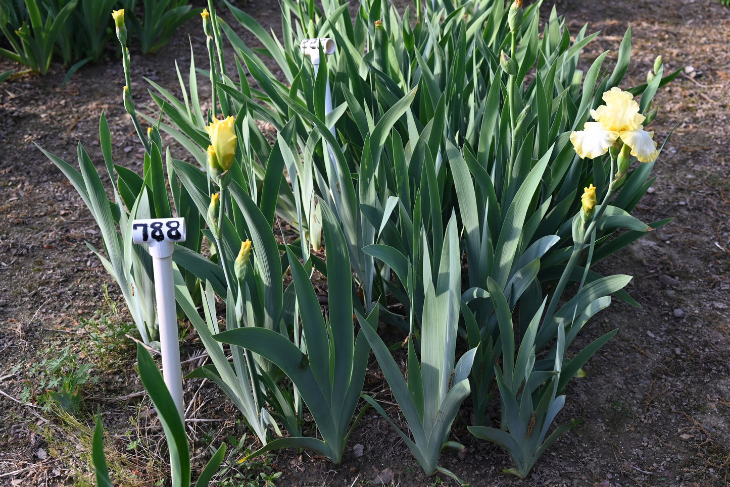 The flower Bertwistle - Tall Bearded Iris (TB)