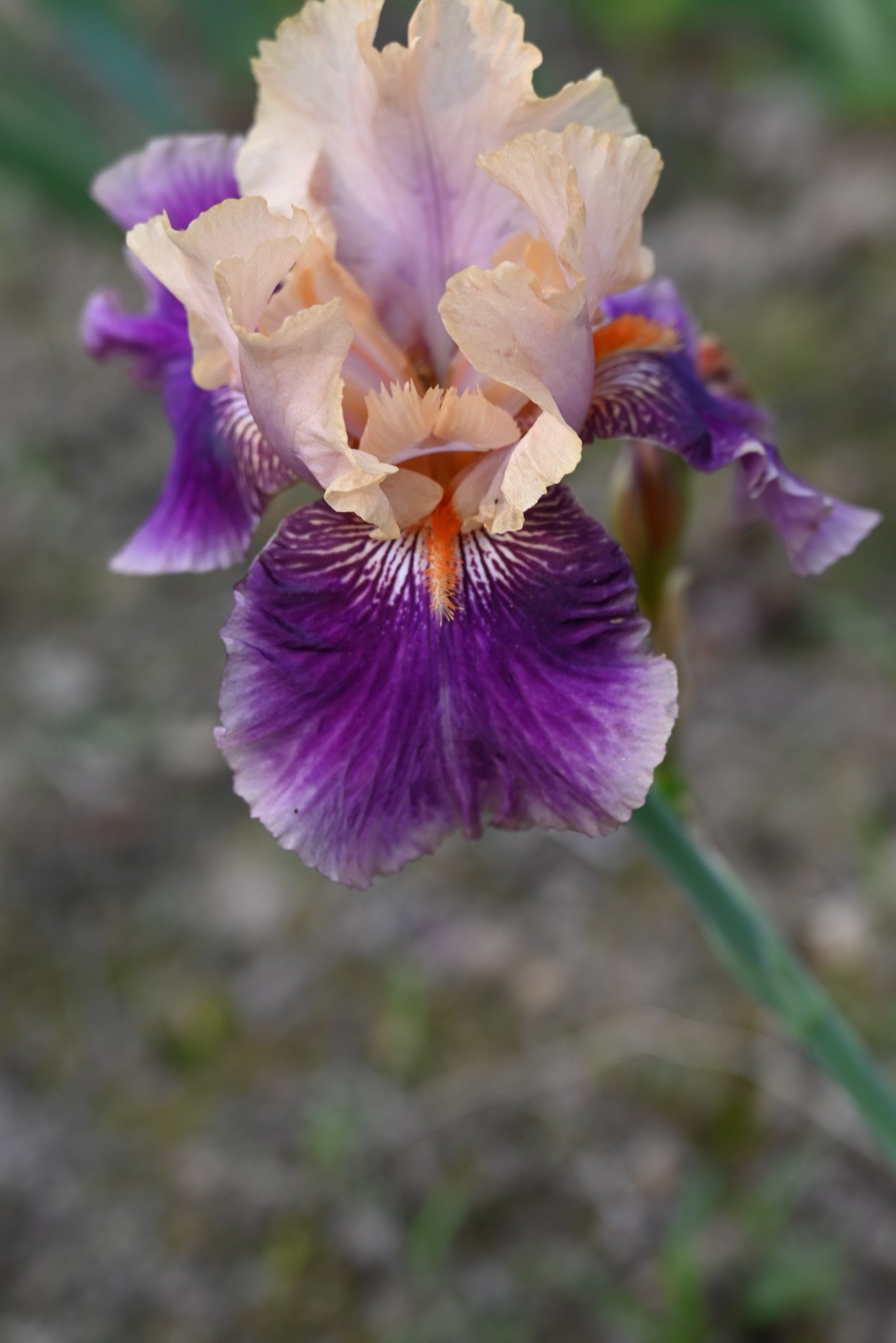 The flower Betty Christine - Tall Bearded Iris (TB)