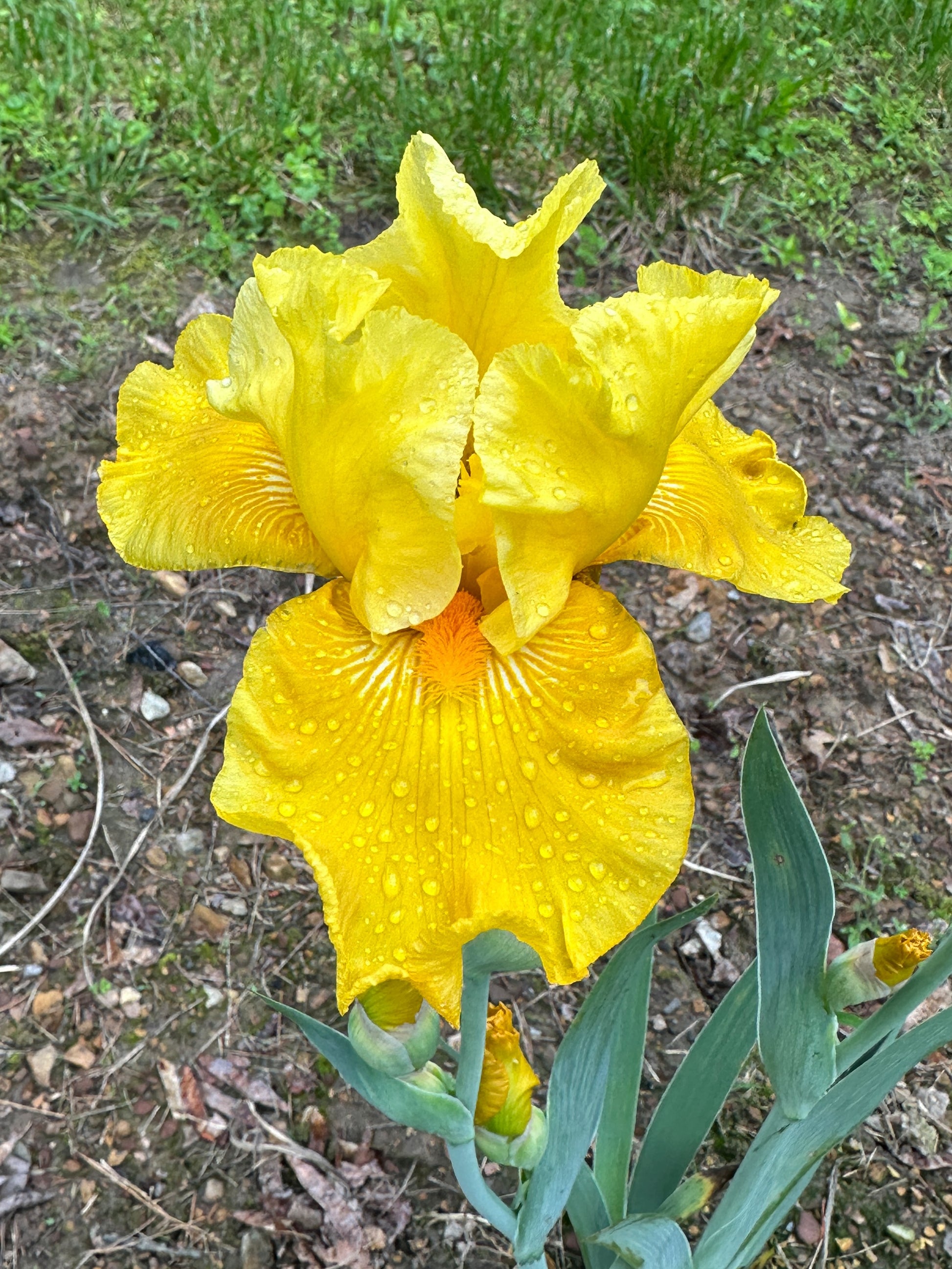 The flower Prosperous Voyage - Tall Bearded Iris (TB)