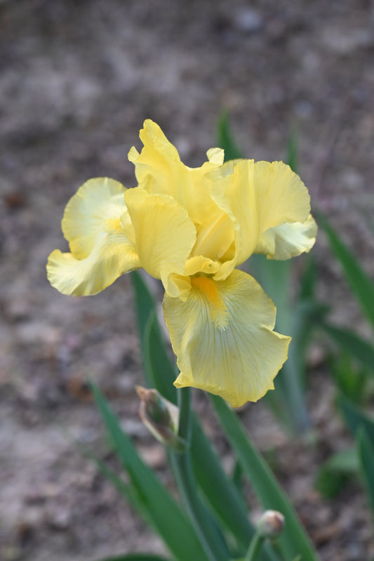 The flower Corn Harvest - Tall Bearded Iris (TB)