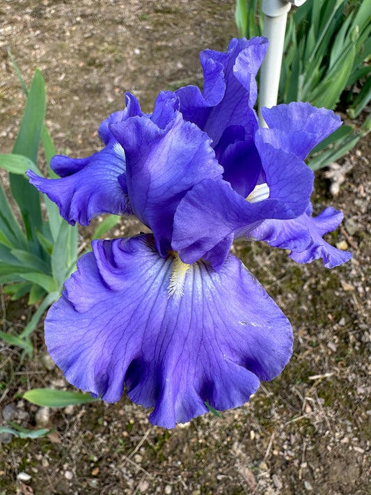 The flower Blue Jay Way - Tall Bearded Iris (TB)