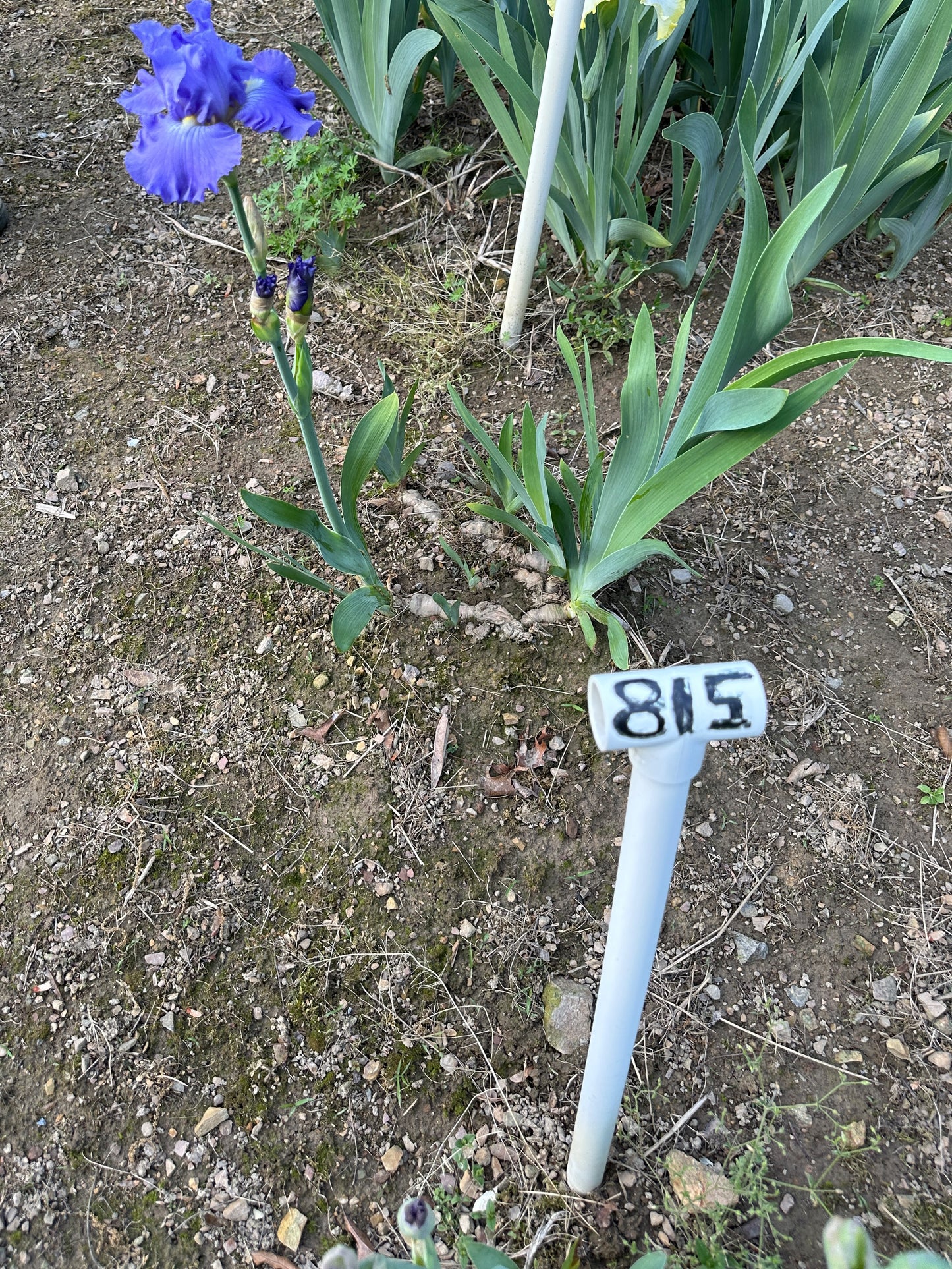 The flower Blue Jay Way - Tall Bearded Iris (TB)