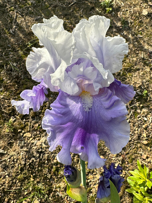 The flower Strictly Ballroom - Tall Bearded Iris (TB)